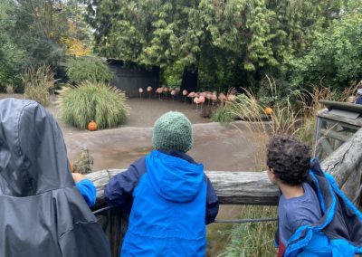 Viewlands Zoo Day - Flamingos